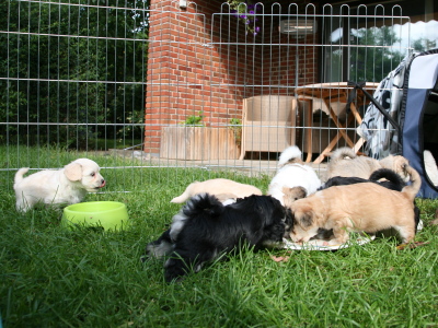Bichon Havanais hvalpe hos Kennel Miki Nanoq